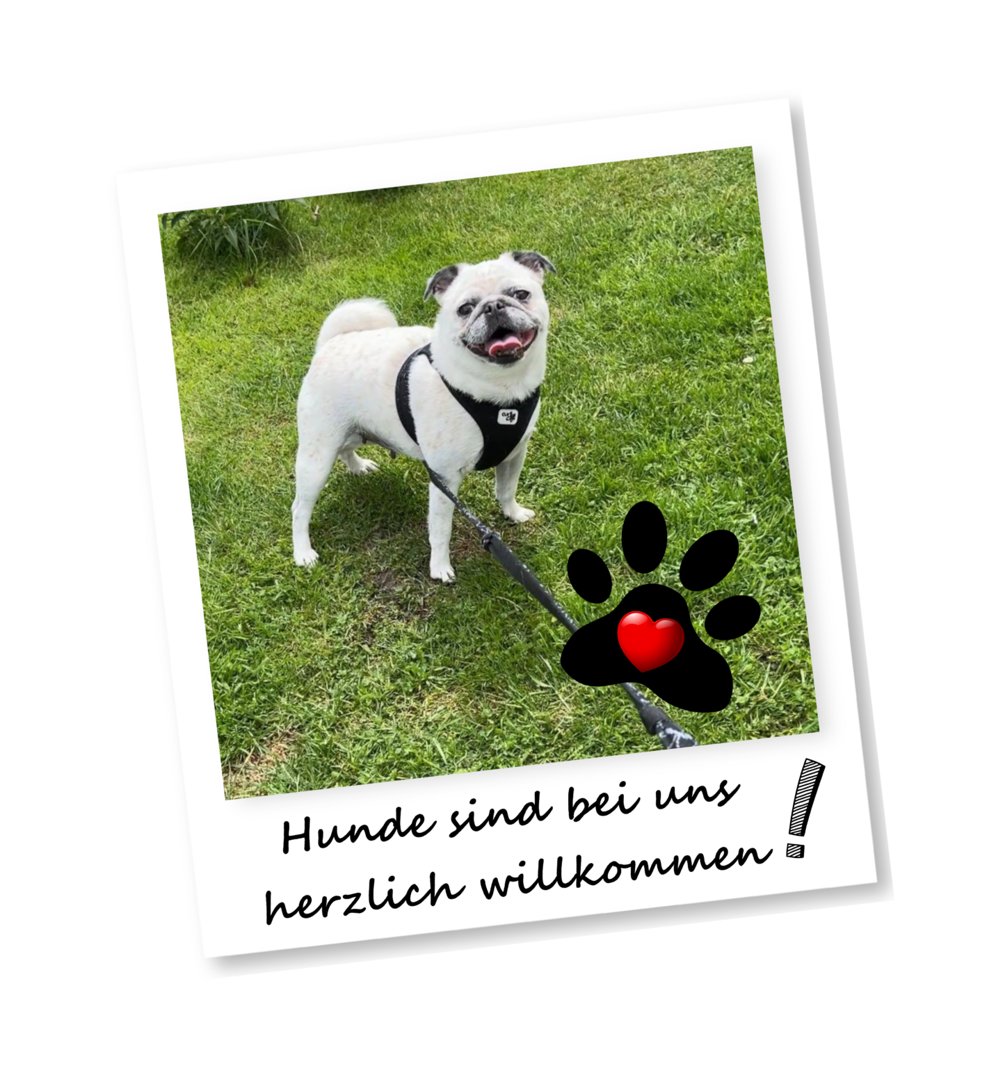 hunde willkommen 3